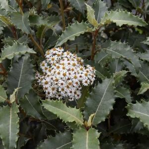 Olearia macrodonta 'Major' 40-60 cm